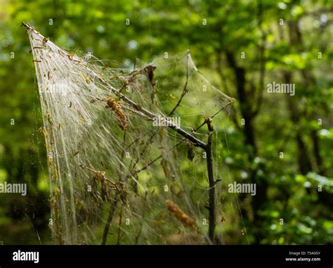 Cankerworm Larva Silk Gypsy Moth Caterpillars Covering Woodland Trees Stock Photo Alamy