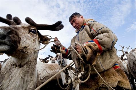 Siberian Reindeer Face Mass Starvation Plants And Animals