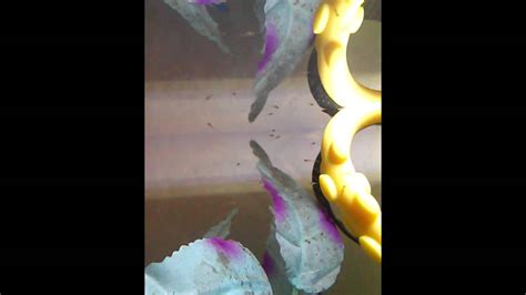 My Glofish Babies Eeeeee Youtube