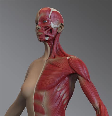 Cameron Bye Female Muscular Anatomy Model