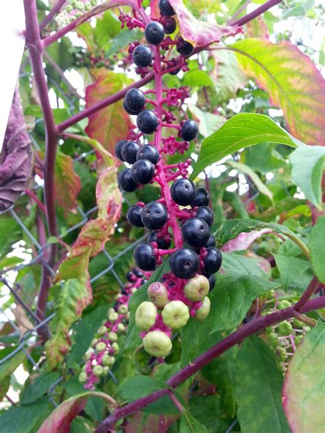 We did not find results for: Free photo: Berry and Stem - Berry, Fallen, Flower - Free ...