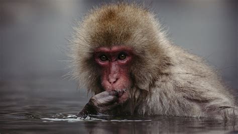 So Cozy Japanese Macaques Take A Hot Spring Bath In Cold Winter Cgtn