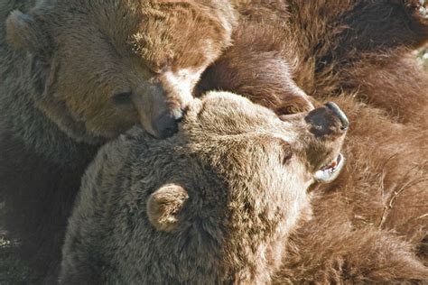 Bear Biting Sosij Flickr