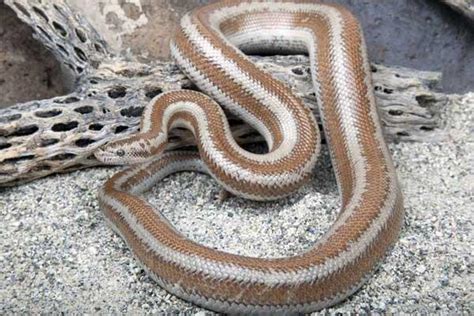 Rosy Boa Facts And Pictures