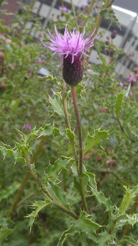 Thistle Forest Garden Dream Garden Forest Fairy