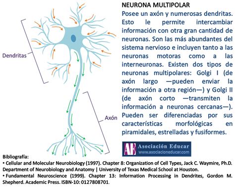 Ilustraci N Neurociencias Neurona Multipolar Asociaci N Educar Para