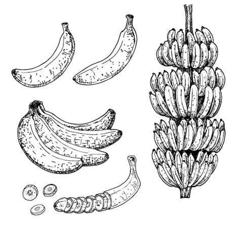 Premium Vector Bananas Tree And Tropical Fruit Set Sketch Hand Drawn