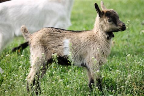 Baby Goat Stock Photo Image Of Grass Nsmall Green 69411914