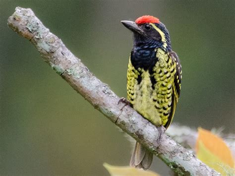 Yellow Spotted Barbet Ebird