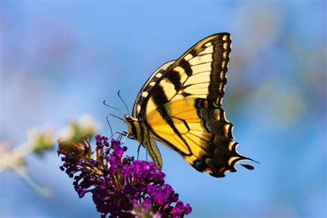 Bright Yellow Swallowtail Butterfly Stock Photo Image Of Bright