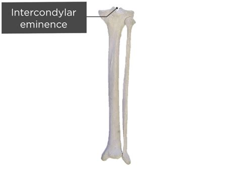 Tibia And Fibula Bones Anatomy Getbodysmart