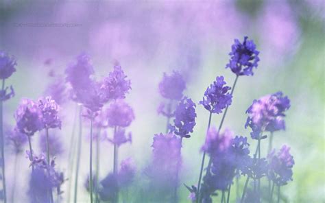🔥 Free Download Beautiful Wallpapers For Desktop Purple Flowers Hd