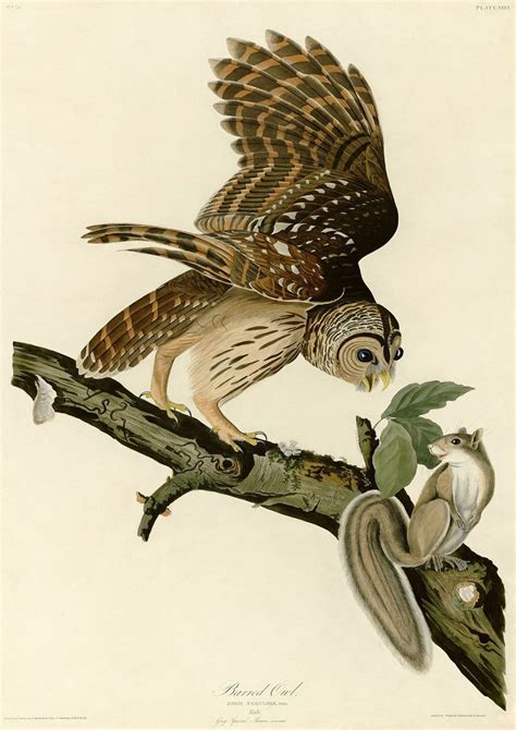 Audubon John James Barred Owl and Grey Squirrel Ornithology Fine Art Print/Poster Sizes A4/A3/A2 ...