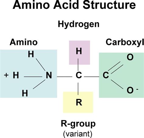 Amino Acids Properties Structure Classification Functions