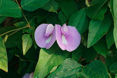Apparently butterfly pea flower tea is getting quite trendy — if only for its very 'instagrammable' colour. Spurred Butterfly Pea Flowers Stock Photo - Download Image ...