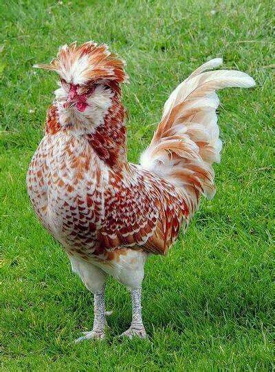 Buff Laced Polish Rooster Beware Of The Chickens Cute Chickens Chicken Breeds Beautiful