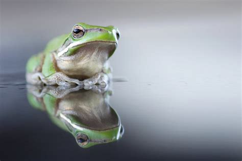 Sad Frog A Photo On Flickriver
