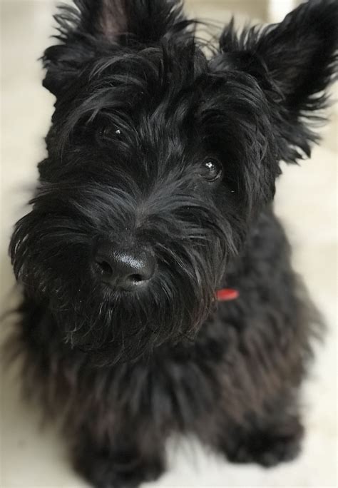 Scottie Notremax 7 Months Scottie Puppies Scottish Terrier