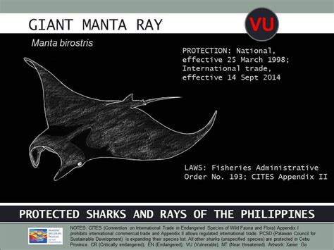 Infographic Protected Sharks And Rays Of The Philippines Philippine