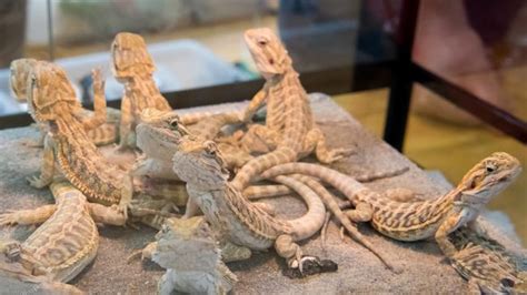 Reptor on february 08, 2016 Reptiles on show at Sydney Reptile Expo at Stanhope ...