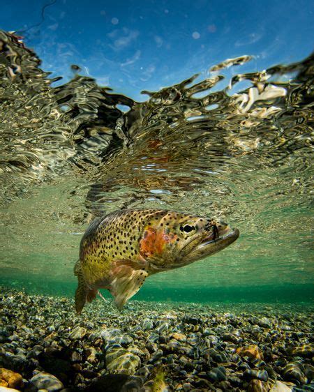 Fish On Photo By Eiko Jones National Geographic Your Shot