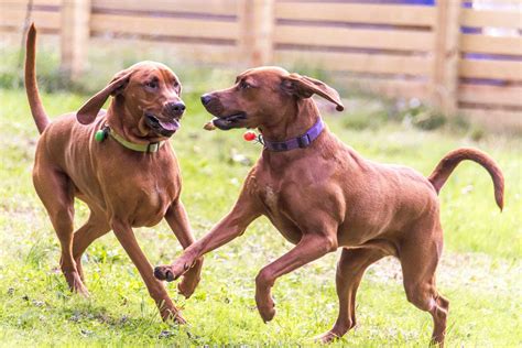 Redbone Coonhound Dog Breed Information And Characteristics Daily Paws