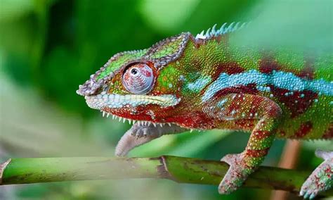 Chameleon Changes Colour How Does It Change The Colour