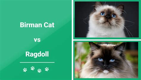 Birman Cat Vs Ragdoll Key Differences With Pictures Meowmybark