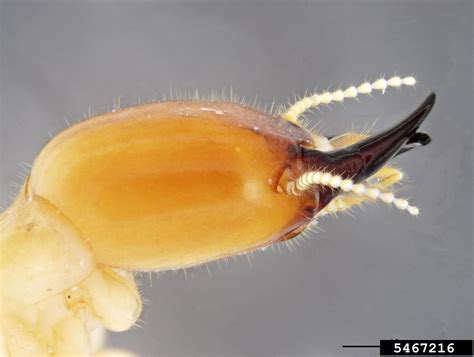 light southeastern drywood termite, Incisitermes snyderi (Isoptera ...