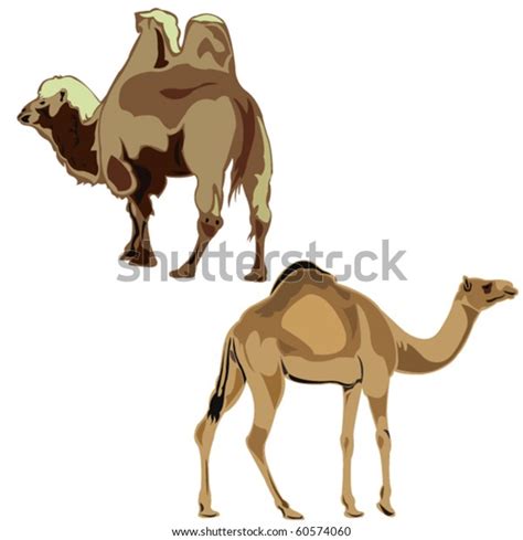 Worlds Two Camels Dromedary Bactrian Camel Stock Vector Royalty Free
