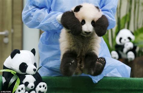 Malaysian Zoos Panda Cub Falls Asleep During Her Grand Debut Daily