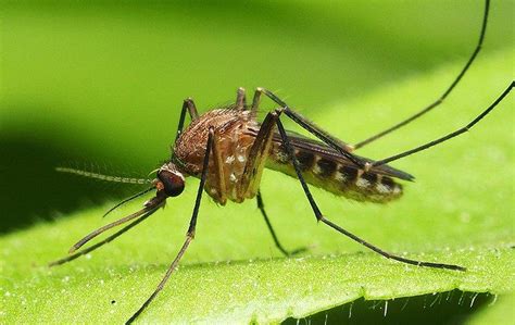 Arizona pest management division (pmd). Mosquito Control | Pest Management Solutions In Phoenix, AZ