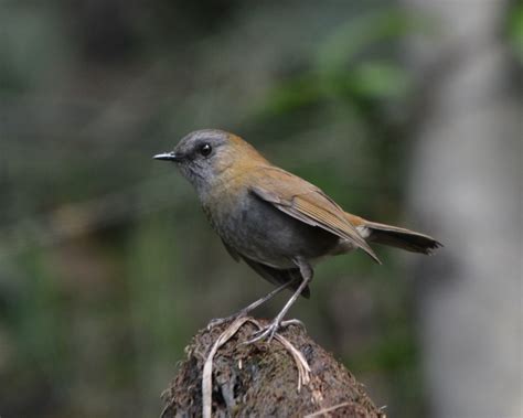 Black Billed Nightingale Thrush Birds For Beer