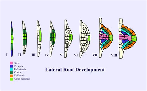 Lateral Roots Are Endogenous In Origin As They Develop Fromacortexb