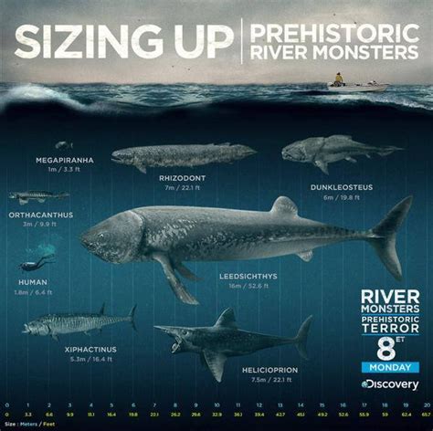 Prehistoric Sea Monsters Size Chart