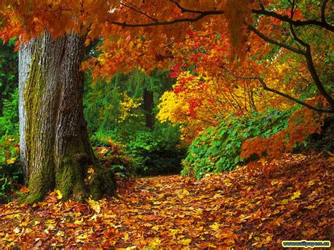 Fall desktop wallpaper