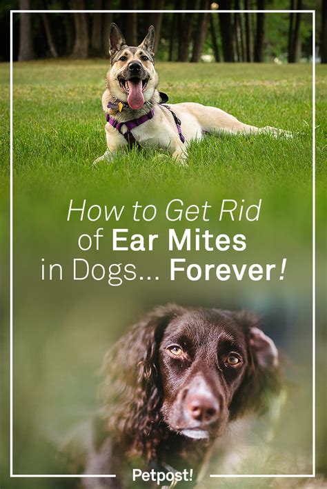 How Long To Get Rid Of Ear Mites In Dogs