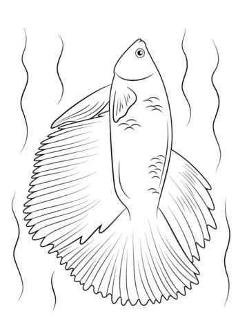 halfmoon betta fish coloring page  printable coloring pages  kids