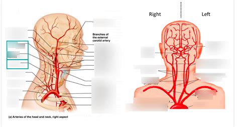 Arteries Of The Head And Neck Diagram Quizlet