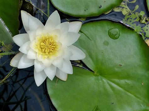 Free Photo Water Lily Water Flower Lily Pad Max Pixel