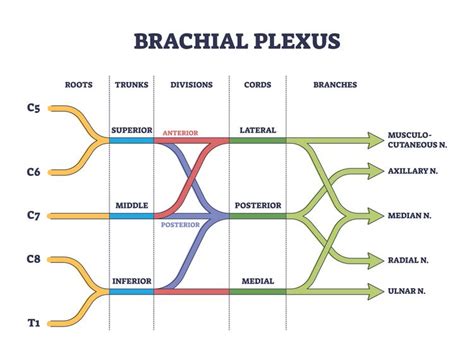 Brachial Plexus Compression Test Physiopedia