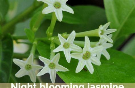 But did you check ebay? Information about Night Blooming Jasmine