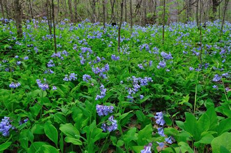 Discover West Virginia Spring Wildflowers Of The New River Gorge Big