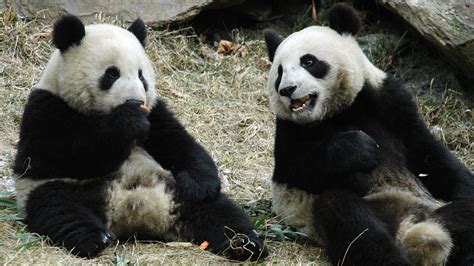 The Secret To Successfully Getting Pandas Pregnant It S Love Scientists Say Itv News