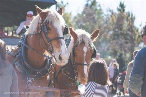 Horse Drawn Carriage Rides In Wichita