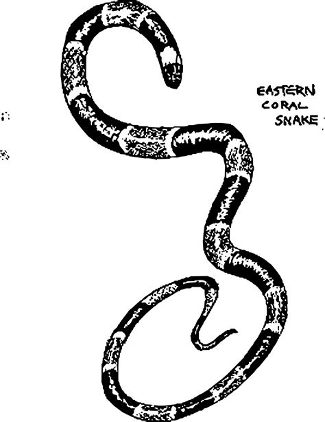 Coral Snake Drawing At Getdrawings Free Download