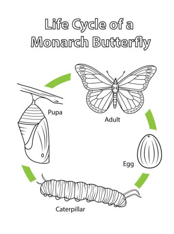 Life Cycle of a Monarch Butterfly coloring page | Free Printable
