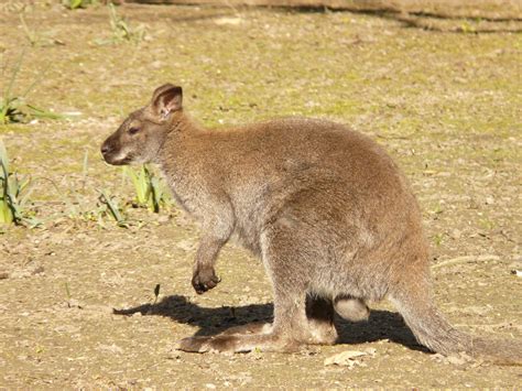 Kostenlose Foto Tier Tierwelt Säugetier Fauna Känguru Wallaby