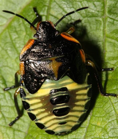 List 100 Pictures Pictures Of A Stink Bug Completed