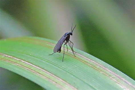 Black Fungus Gnat Gedling Conservation Trust Nottingham